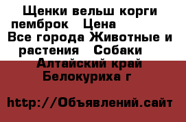 Щенки вельш корги пемброк › Цена ­ 70 000 - Все города Животные и растения » Собаки   . Алтайский край,Белокуриха г.
